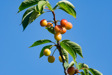 サクランボ(オウトウ)