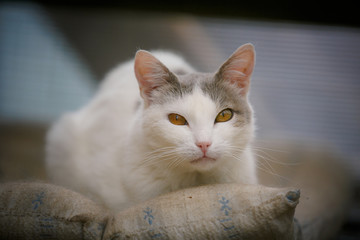 Animal shelter.  Portrait of a cute cat close-up.