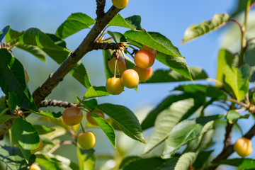 サクランボ(オウトウ)