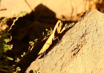 mantis
