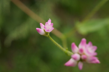小さなピンクの花
