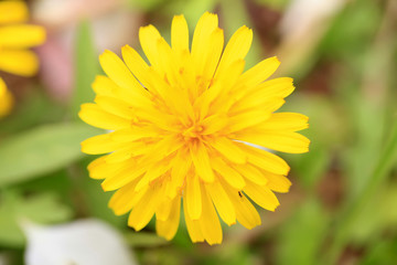Dandelion flowers