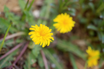 Dandelion flowers