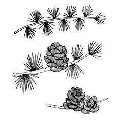 Hand drawn branch and cones of larch on white background.  Vector sketch  illustration. - obrazy, fototapety, plakaty