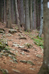 Hiking trail into the mountains