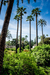 Spain, Seville, PALM TREES IN garden AGAINST SKY