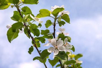 Pear tree in an orchard.