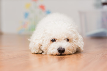 A dog of Bichon frize breed of white color lies on the floor