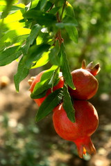 pomegranate