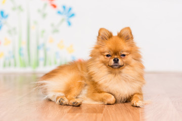 A dog of the Pomeranian dog breed lies on the floor