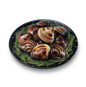 活ハマグリ　clam