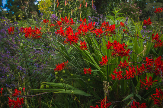 Crocosmia "Emberglow"- bright red-orange flowers in Great Dixter, house and gardens in Northiam, East Sussex