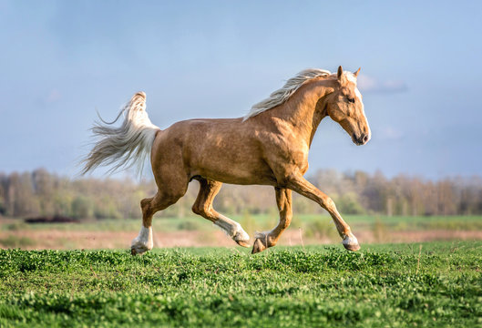 Palomino horse running free on a meadow