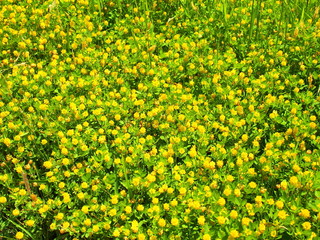 Obraz premium コメツブツメクサ