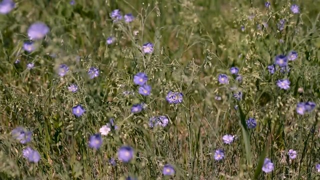 Blue wildflowers of Veronica chamaedrys