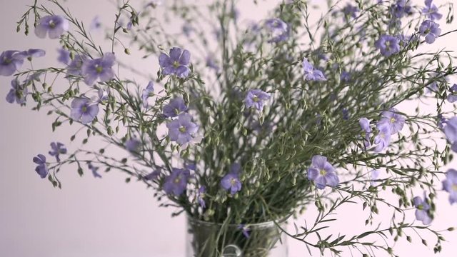 Blue wildflowers of Veronica chamaedrys rotating on a white background
