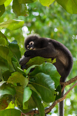 The dusky leaf monkey, spectacled langur, spectacled leaf monkey (Trachypithecus obscurus)