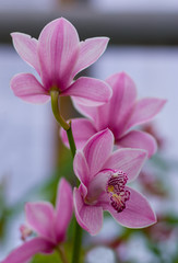 Pink orchid on a blurred background