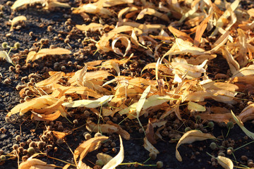 Yellow fruits and leaves of linden close up on dark grey asphalt as background