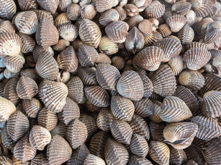 Tegillarca granosa. A variety of mollusks used for food. Photo of the counter on the market.
