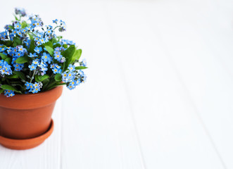Forget-me-not flowers in small flower pot