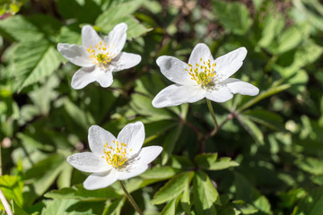 three white flowers