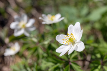anemone in spring