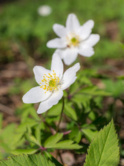 anemone in spring closeup