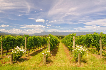 Fototapeta na wymiar Rows of vines in a Yarra Valley vineyard - Yarra Glen, Victoria, Australia