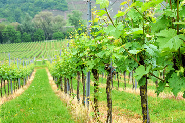 Fototapeta premium Vineyards at the Moselle Valley, Germany