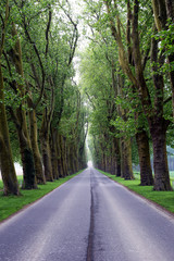 Obraz premium Beautiful tree-lined road. Vertical image