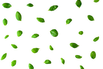 Basil leaves pattern isolated on white background