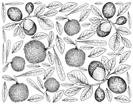 Hand Drawn Background of Bayberry and Cocoplum Fruits