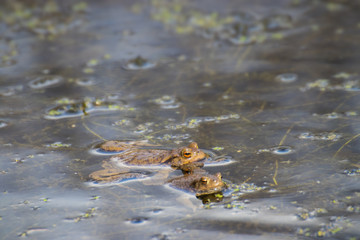 Frog sitting on a swamp or in a pond, beautiful landscape green background with place for text, the concept of protecting wildlife and ecology