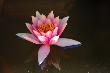 Lotus Flower