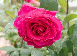 beautiful rose flower with water drops