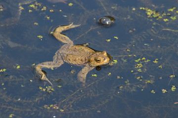 Frog sitting on a swamp or in a pond, beautiful landscape green background with place for text, the...