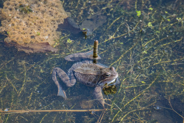 Frog sitting on a swamp or in a pond, beautiful landscape green background with place for text, the concept of protecting wildlife and ecology