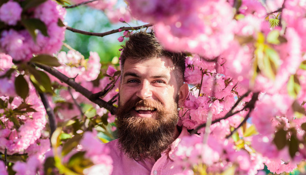 Harmony concept. Man with beard and mustache on smiling face near flowers. Bearded man with stylish haircut with flowers of sakura on background. Hipster in pink shirt near branches of sakura tree.