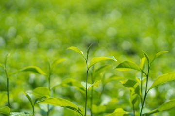 Green tea leaves in a tea plantation.