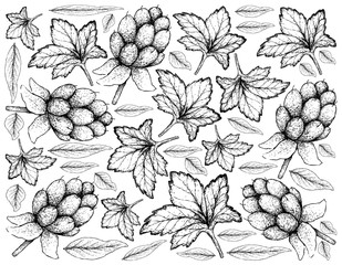 Hand Drawn of Fresh Cloudberry on White Background