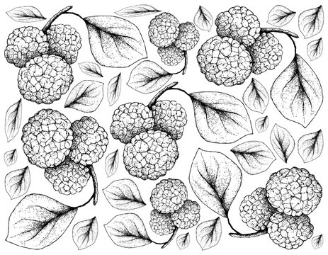 Tropical Fruits, Illustration Wallpaper of Hand Drawn Sketch Fresh Sweet Chinese Mulberries or Morus Australis Fruits Hanging on Tree Branch Isolated on White Background. 