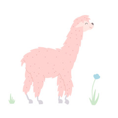 Vector illustration of  llama