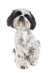 shih tzu in studio