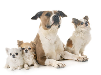 american staffordshire terrier and chihuahuas