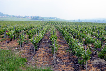 Fototapeta na wymiar Champagne vineyard on May near Epernay, France