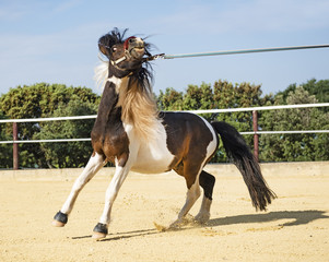 retive pony in lunge