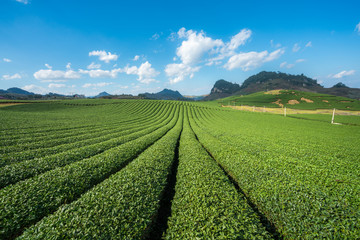 Tea plantation landscape on clear day. Tea farm with blue sky and white clouds.