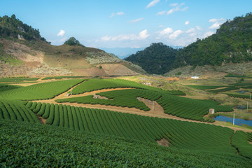 Fototapeta na wymiar Tea plantation landscape on clear day. Tea farm with blue sky and white clouds.