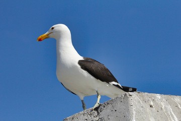SEAGULL